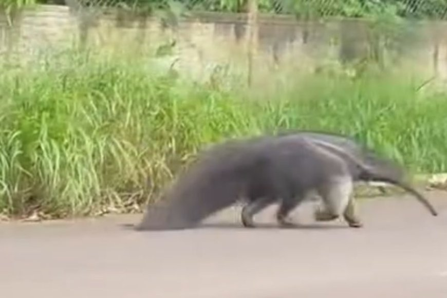 Tamanduá-bandeira invade casa, se esconde na varanda e é resgatado em Porto Velho